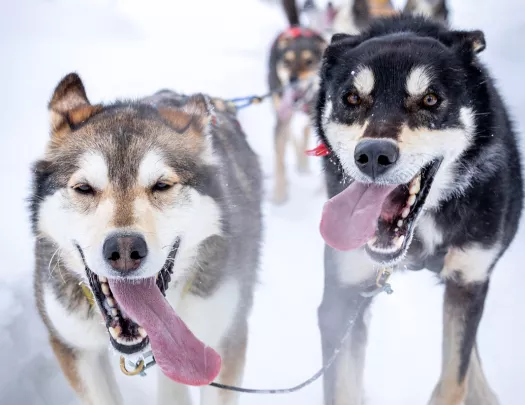 Dogsledding Lead Dogs Arctic
