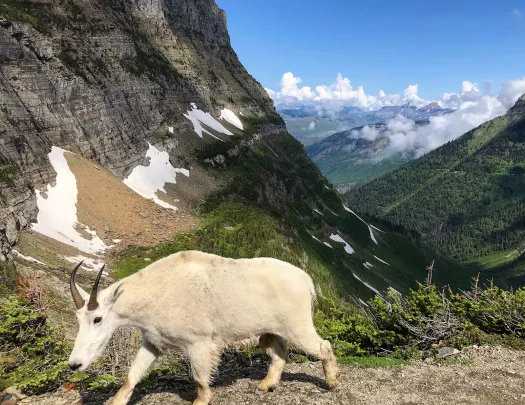 Antelope walking through mountains