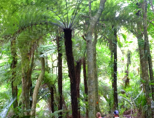 Hiking through a forest in New Zealand