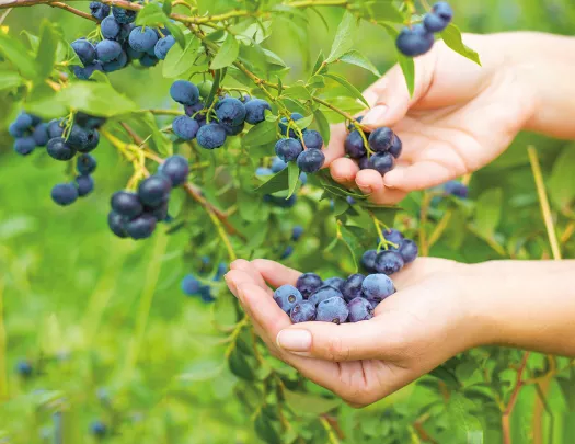 Person holding blueberries on vine.
