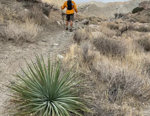Guest hiking among arid terrain, desert plant in foreground.