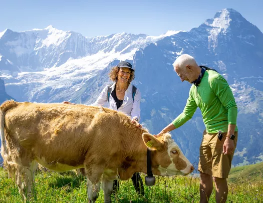 Two guests petting cow, mountain range in background.