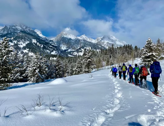 Snow covered trees and landscape