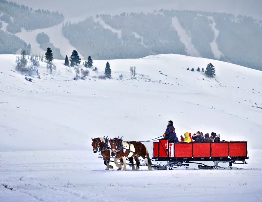 Backroads guests being transported across snowy landscape by horses