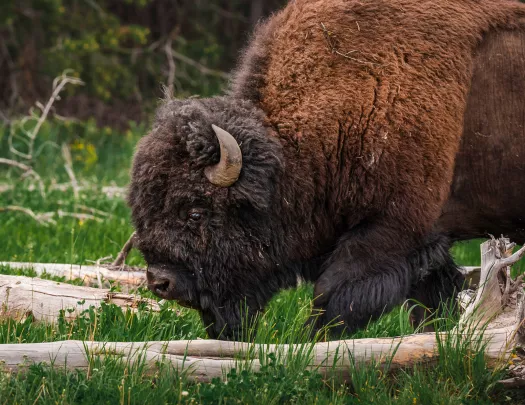 Bison bending down to snack on grass