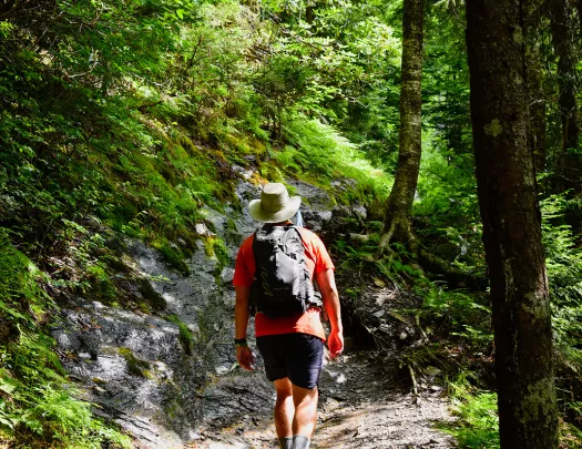 Guest hiking through forest, sun shining.