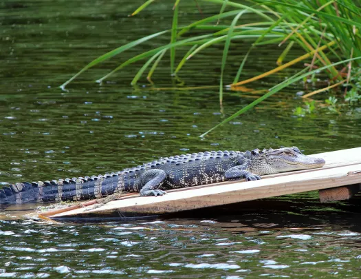 Close-up of alligator on small wooden deck.