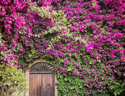 House-front shot, wooden door, array of purple flowers.