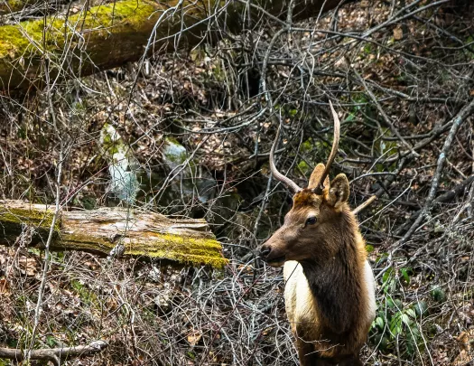 Close-up shot of a Roosevelt Elk.