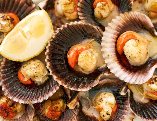 Close-up shot of cooked scallops in half-shell.