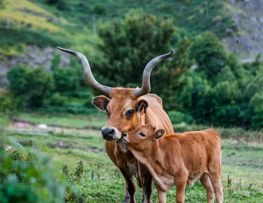 Two cows in meadow, on baby, one adult.