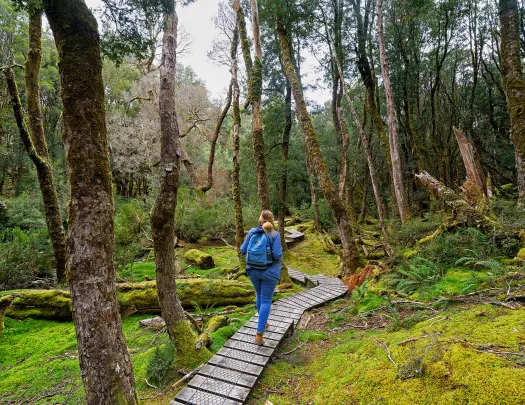 Hiker on trail in Cradle Mountain National Park, Tasmania, Australia.