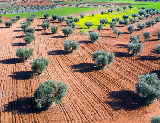 Bird's eye shot of olive grove.