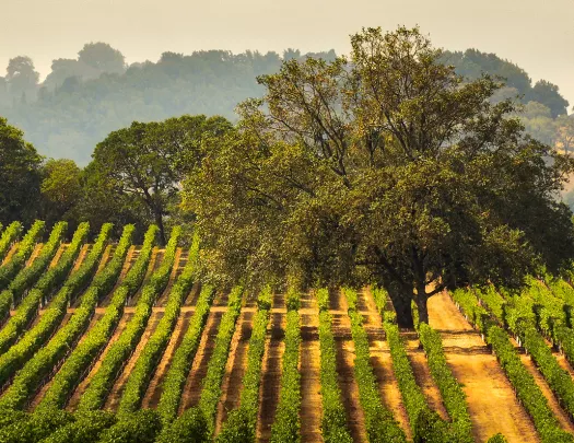 Wide shot of vineyard, large tree in center, hills in distance. 