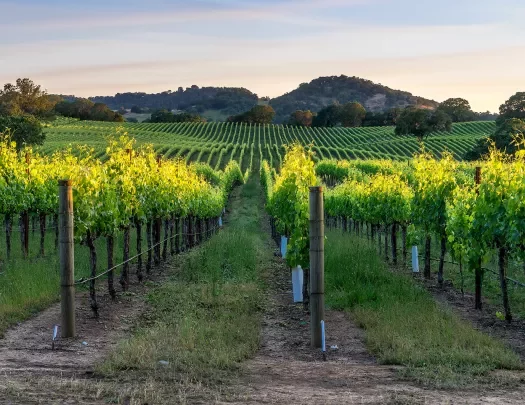 Wide shot of a green vineyard.