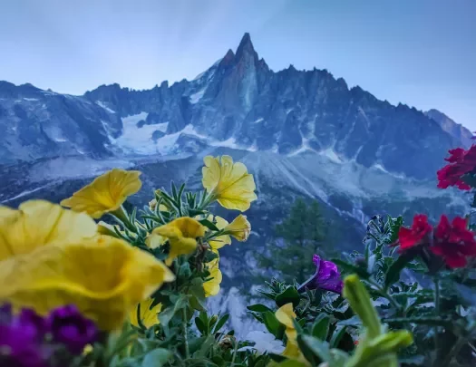 Wide shot of sharp, craggy mountain, flowers obscuring foreground. 