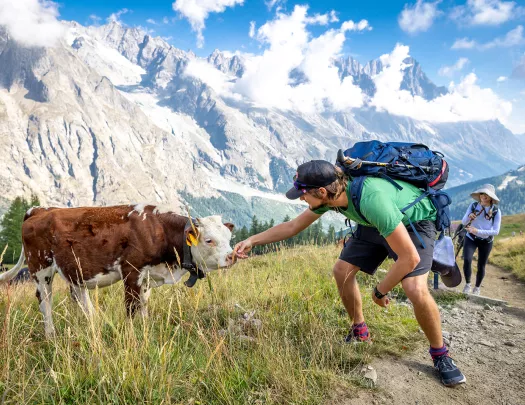 Two guests with cow, one reaching out to it, mountain in background.