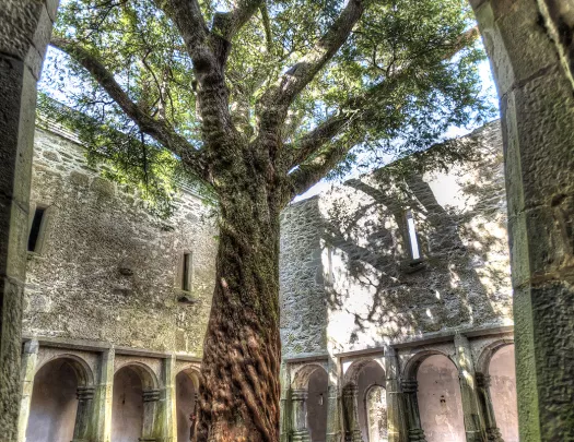 Courtyard Ancient Tree Ireland
