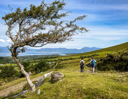 Wind Blown Tree Ireland