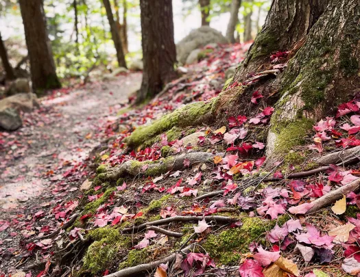 Ground shot of forest floor, red leaves dotting it.