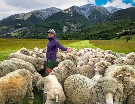 Woman surrounded by sheep in New Zealand