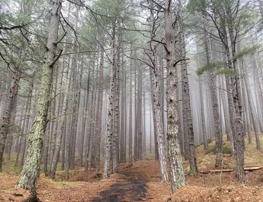 Shot of foggy, moss covered forest.