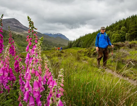 Hiking Past Foxglove Scotland