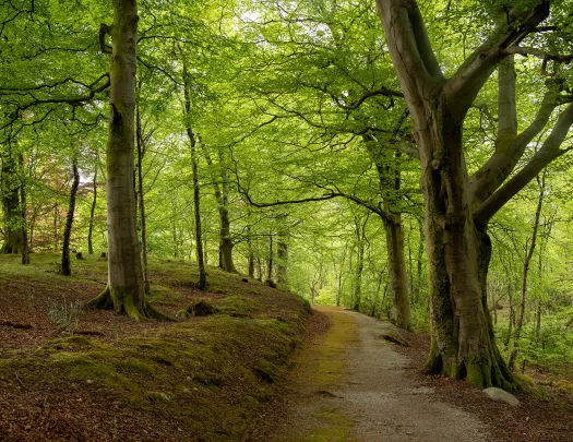 Path Forest Ireland
