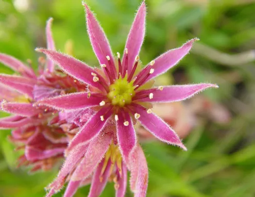 Close-up of a Mountain Houseleek.