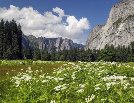 Wide shot of flowery meadow, mountains in background.