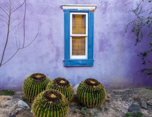 Purple building with a blue window and 4 round cacti in front