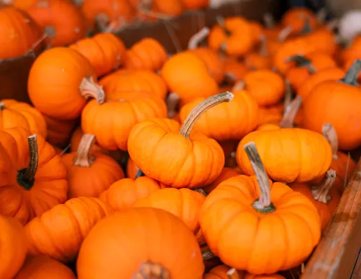 Pile of pumpkins