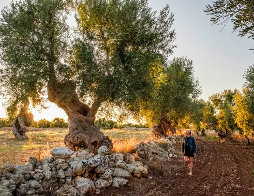 Woman walking on a dirt road looking at a large tree