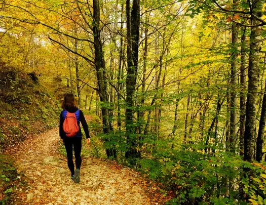 A hiker walks through a forest