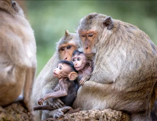 Two adult monkies hugging two baby monkies
