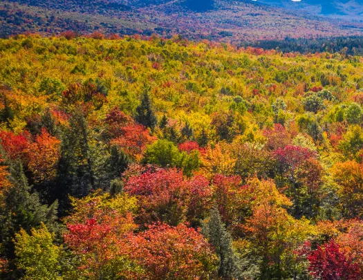 Valley of tall orange, yellow and green trees