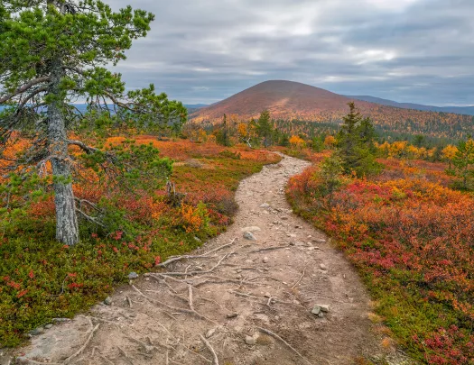 Dirt trail surrounded by green and red plants