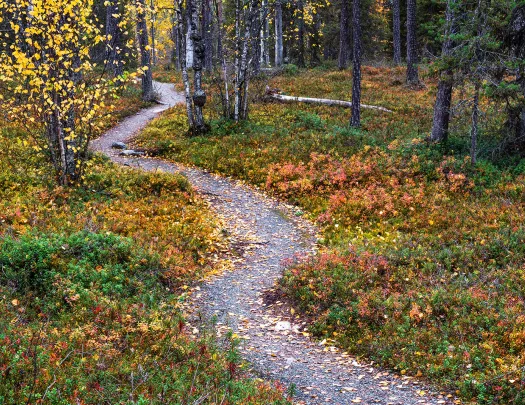 Gravel path in a forest with red, green and orange plants