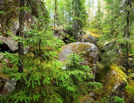 Boulder covered in moss surrounded by trees