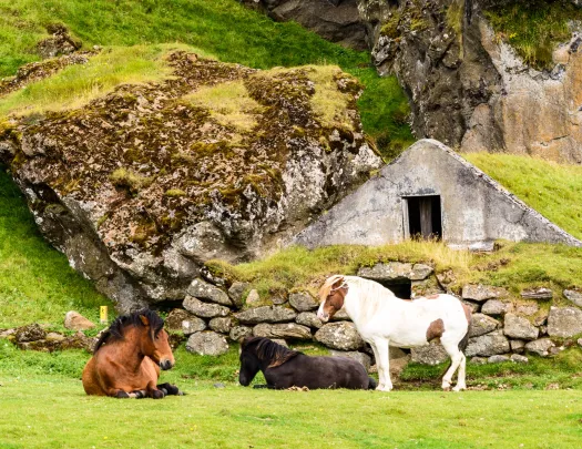 Ponies resting on a grassy field