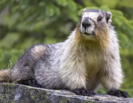 Beaver on top of a rock staring to the left