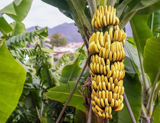 Bananas hanging from a green banana tree
