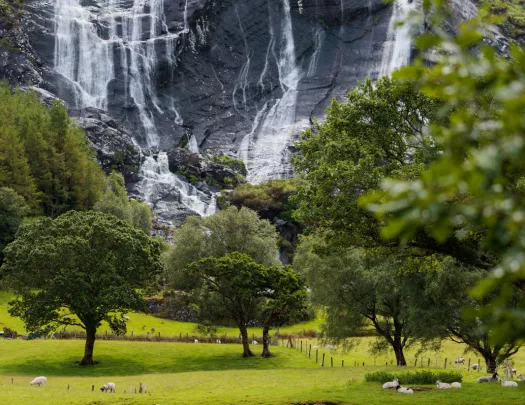 Open field full of sheep, with a large black and white cliff in the background