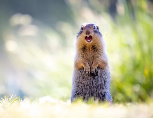 gopher in field