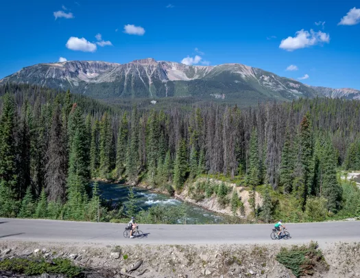 cyclists riding on tree lined road