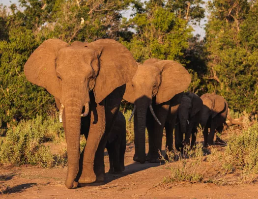 A group of elephants walk through a sunny pasture