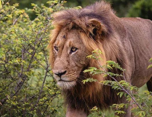 A lion walks through bushes