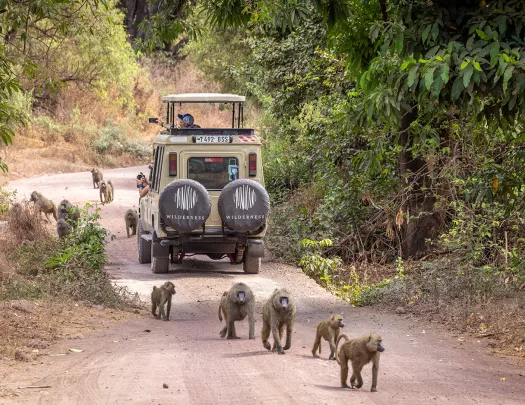 monkeys surround a jeep on safari