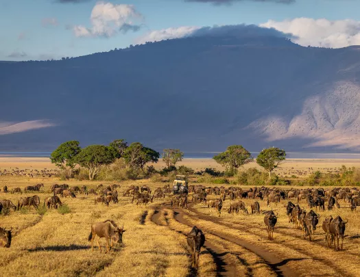 cows grazing on a field