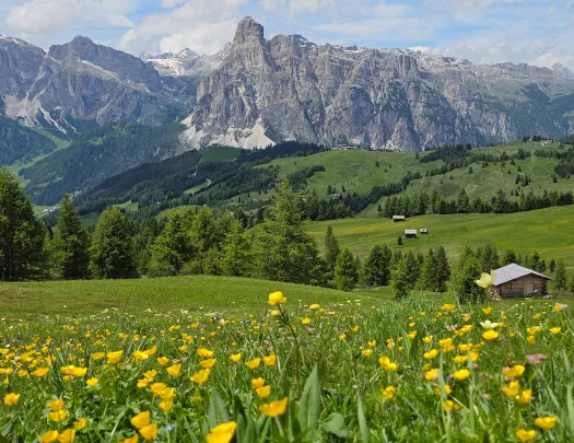 Large grass valley with yellow flowers